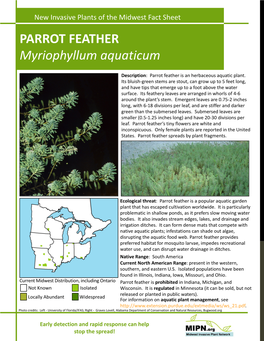 PARROT FEATHER Myriophyllum Aquaticum