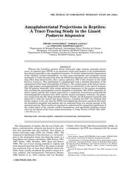 Amygdalostriatal Projections in Reptiles: a Tract-Tracing Study in the Lizard Podarcis Hispanica