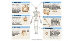 Figure 6–1 a Classification of Bones by Shape