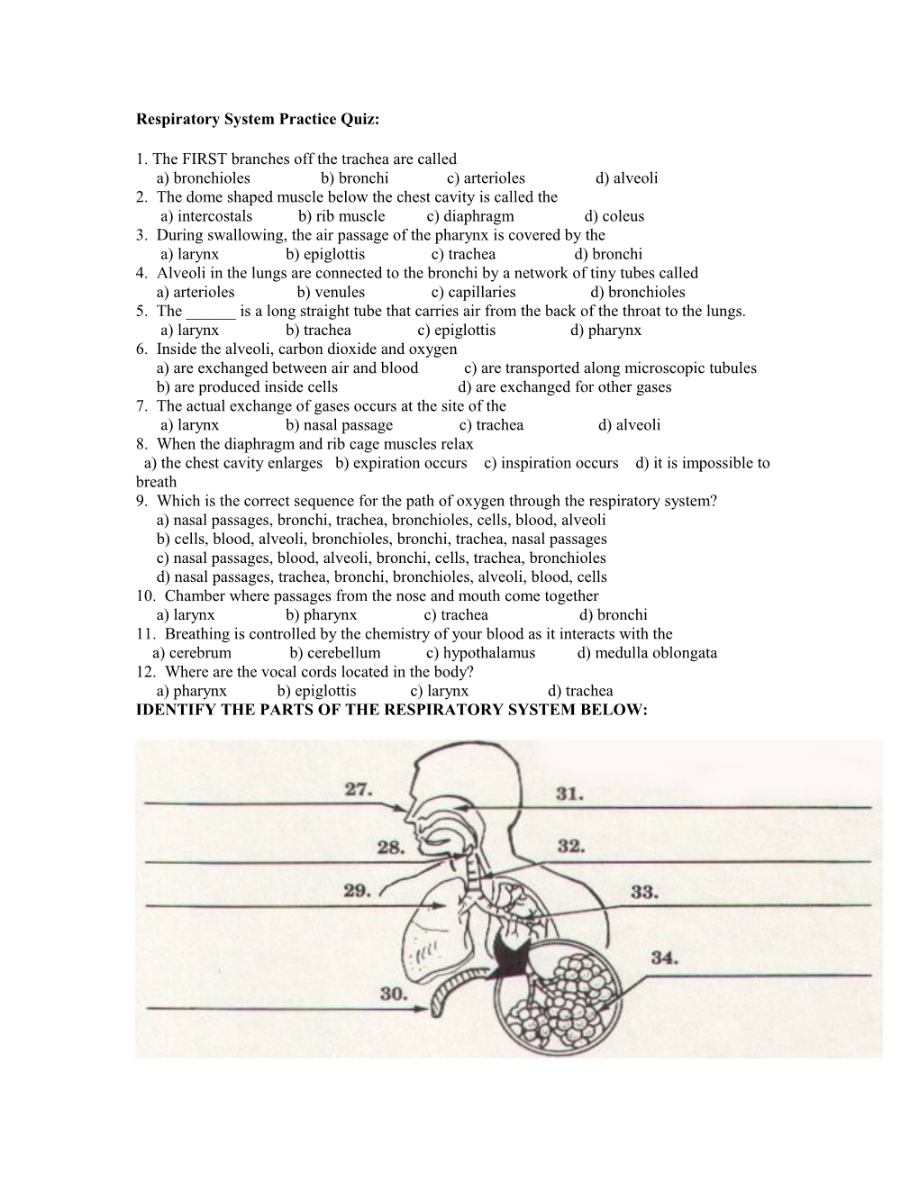 Respiratory System Practice Quiz