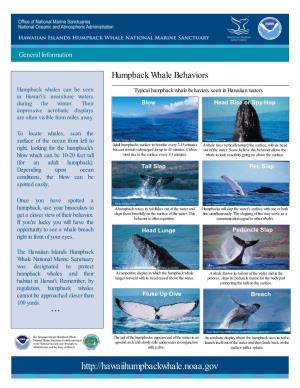 Humpback Whale Behavior Sheet