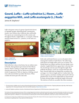 Gourd, Luffa—Luffa Cylindrica (L.) Roem., Luffa Aegyptica Mill., and Luffa Acutangula (L.) Roxb.1 James M