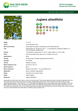 Juglans Ailantifolia