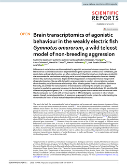 Brain Transcriptomics of Agonistic Behaviour in the Weakly Electric Fish