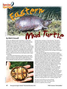 Eastern Mud Turtle