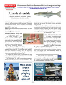 Atlantic Silverside Colloquial Nickname: Silverside, Baitfish Scientific Name: Menidia Menidia