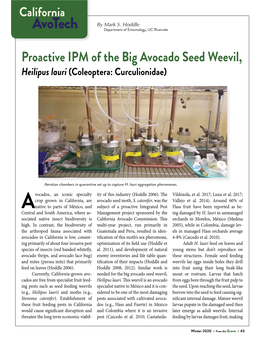 Proactive IPM of the Big Avocado Seed Weevil, Heilipus Lauri (Coleoptera: Curculionidae)