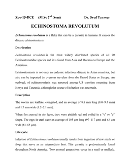Echinostoma Revolutum