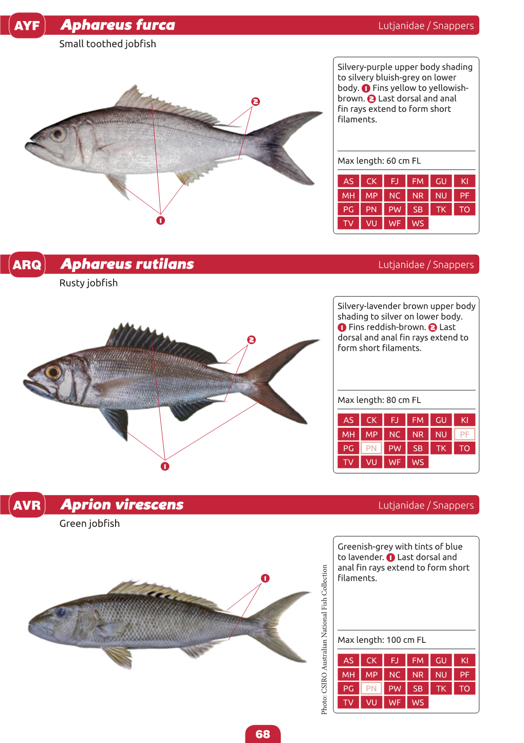 Identification Guide to the Common Coatal Food Fishes of the Pacific