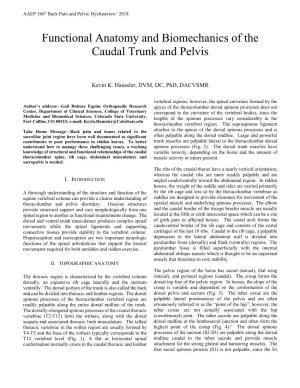Functional Anatomy and Biomechanics of the Caudal Trunk and Pelvis