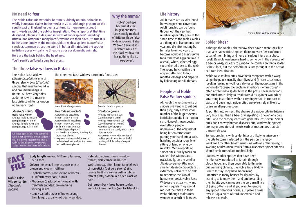 5. Noble False Widow Spider