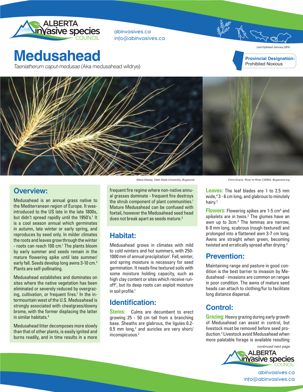 Medusahead Caput-Medusae (Aka Medusahead Wildrye) Prohibited Noxious