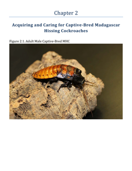 Acquiring and Caring for Captive-Bred Madagascar Hissing Cockroaches