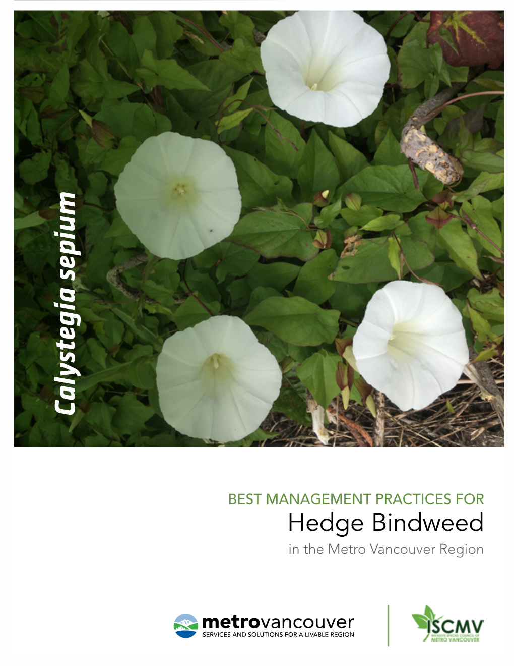 Calystegia Sepium Best Managementpracticesfor Hedge Bindweed in Themetro Vancouver Region Disclaimer