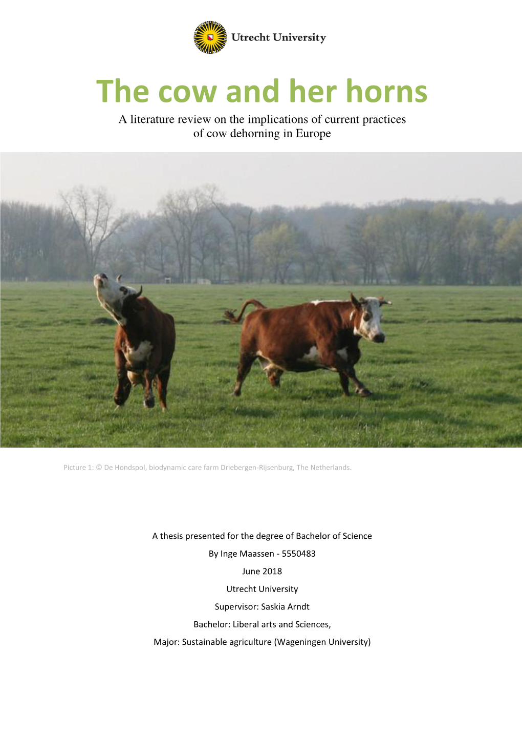 The Cow and Her Horns a Literature Review on the Implications of Current Practices of Cow Dehorning in Europe