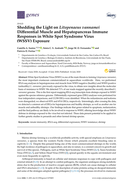 Shedding the Light on Litopenaeus Vannamei Differential Muscle And