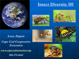 Insect Diversity 101