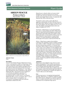 Plant Guide for Sheep Fescue (Festuca Ovina L.)