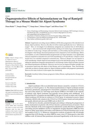 Organoprotective Effects of Spironolactone on Top of Ramipril Therapy in a Mouse Model for Alport Syndrome