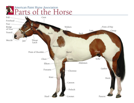 Parts of the Horse Poll Crest Forehead Face Bridge Withers Point of Hip of Nose Loin Croup Nostril Neck Back