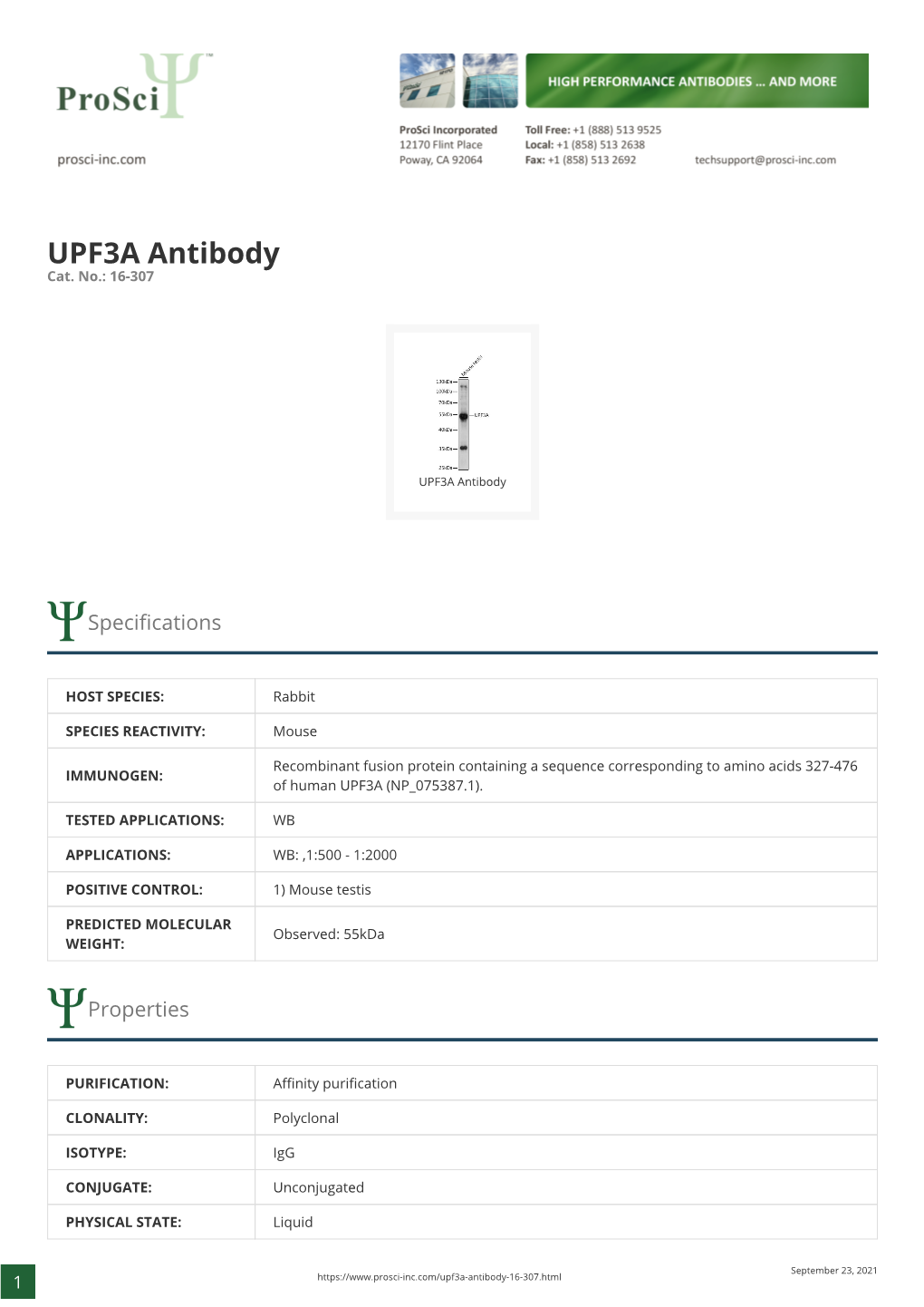 UPF3A Antibody Cat