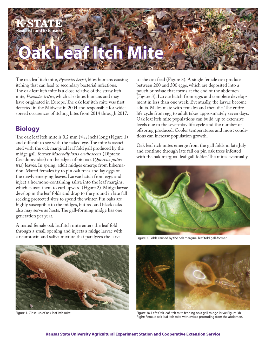 MF2806 Oak Leaf Itch Mite