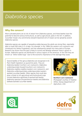 Diabrotica Species Corn Rootworms Published