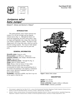 Juniperus Ashei Ashe Juniper1 Edward F