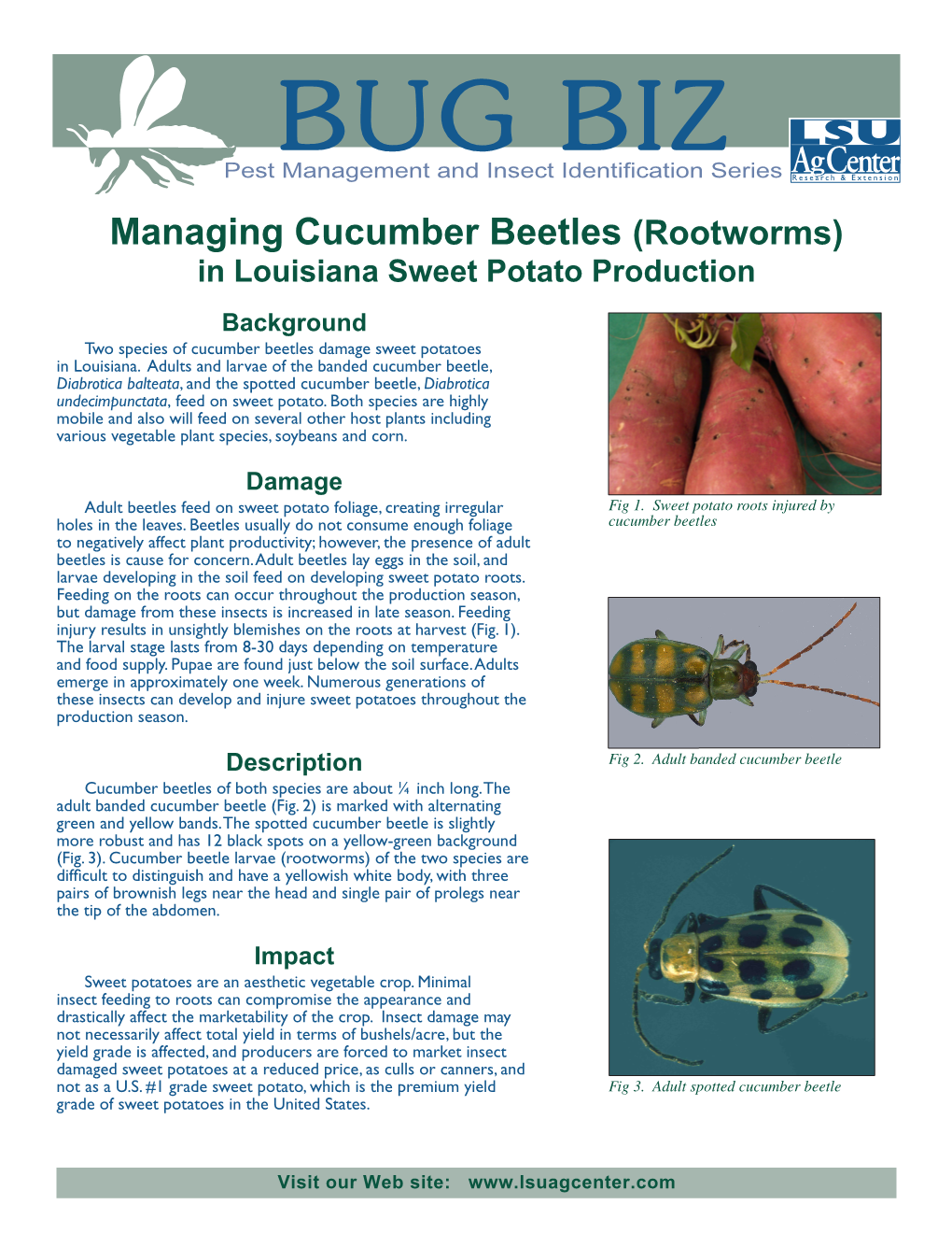 Managing Cucumber Beetles (Rootworms) in Louisiana Sweet Potato Production Background Two Species of Cucumber Beetles Damage Sweet Potatoes in Louisiana