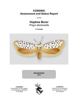 Hoptree Borer, Prays Atomocella