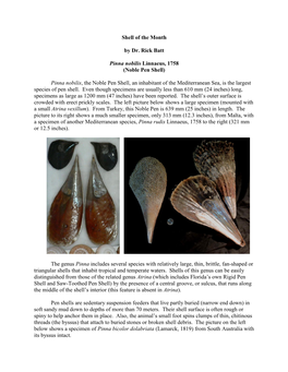 Shell of the Month by Dr. Rick Batt Pinna Nobilis Linnaeus, 1758 (Noble Pen Shell) Pinna Nobilis, the Noble Pen Shell, an Inhabi