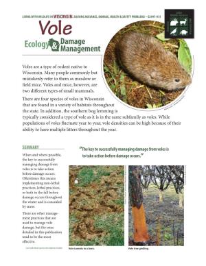 Voles Are a Type of Rodent Native to Wisconsin