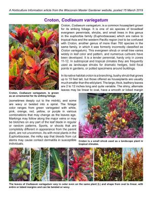 Croton, Codiaeum Variegatum Croton, Codiaeum Variegatum, Is a Common Houseplant Grown for Its Striking Foliage