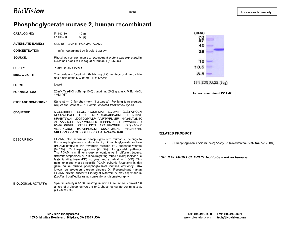 P1103-Phosphoglycerate Mutase 2 Human