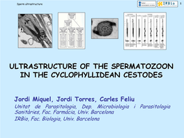 Ultraestructura De La Gametogénesis En Los Platelmintos