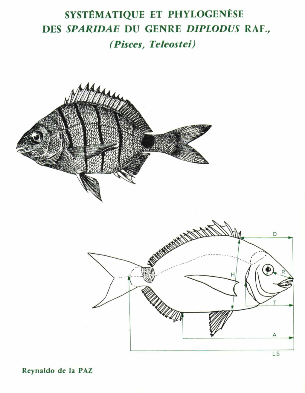 SYSTÉMATIQUE ET PHYLOGENÈSE DES SPARIDAE DU GENRE DIPLODUS RAF., (Pisces, Teleostei) *