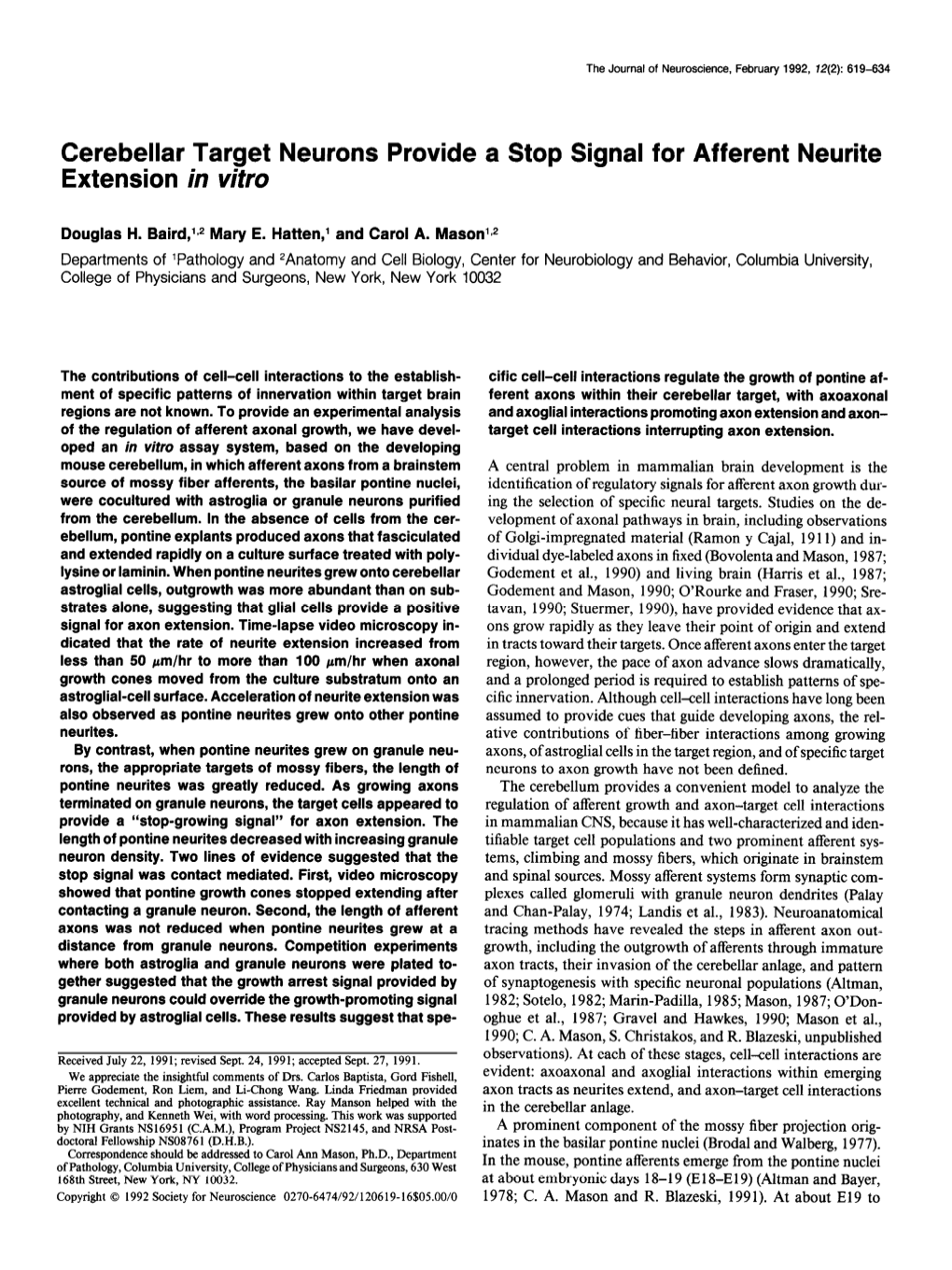 Cerebellar Target Neurons Provide a Stop Signal for Afferent Neurite Extension in Vitro