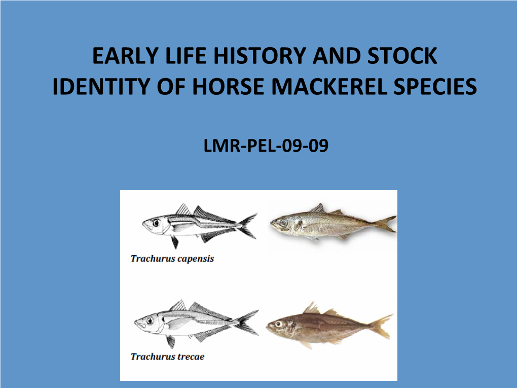Early Life History and Stock Identity of Horse Mackerel Species
