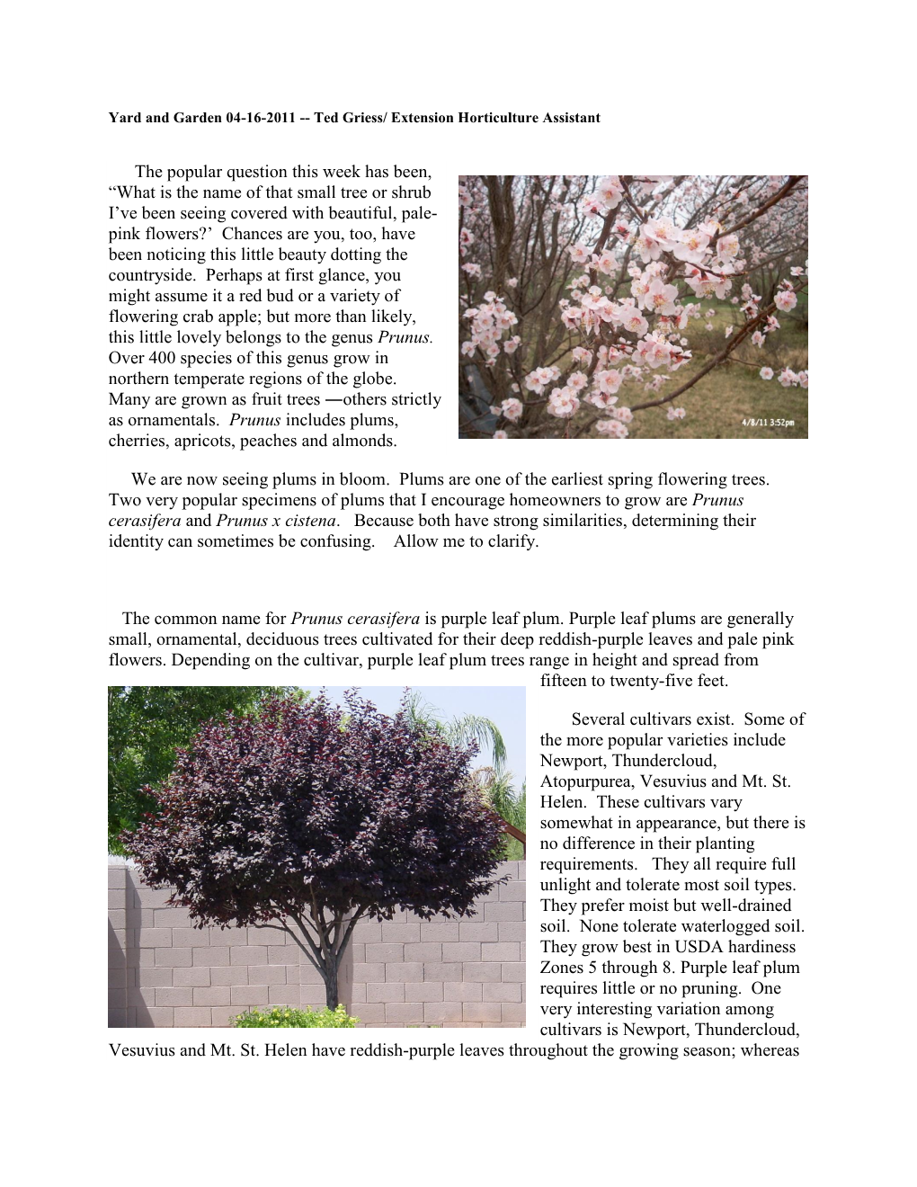 Plums: Earliest Spring Flowering Trees, April 16, 2011.Pdf