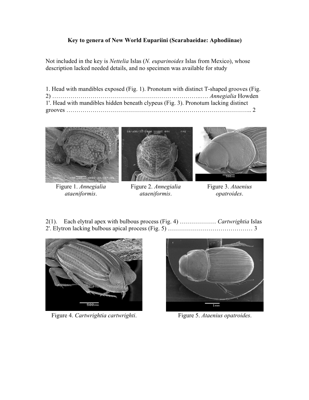 Key to Genera of New World Eupariini (Scarabaeidae: Aphodiinae) Not