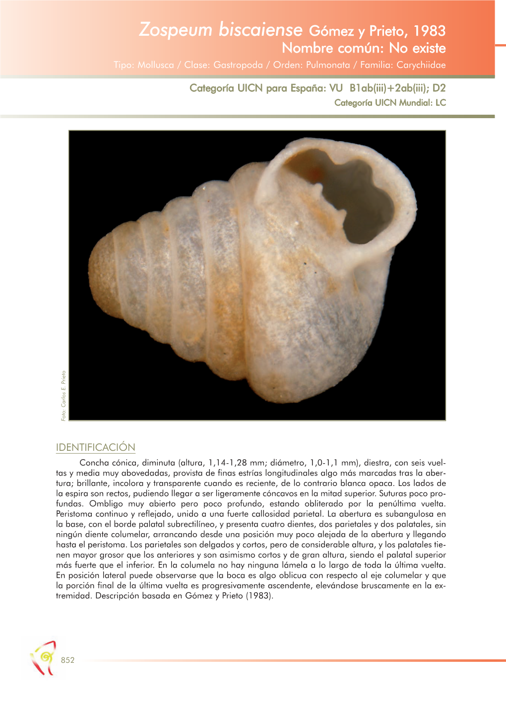 Zospeum Biscaiense Gómez Y Prieto, 1983 Nombre Común: No Existe Tipo: Mollusca / Clase: Gastropoda / Orden: Pulmonata / Familia: Carychiidae