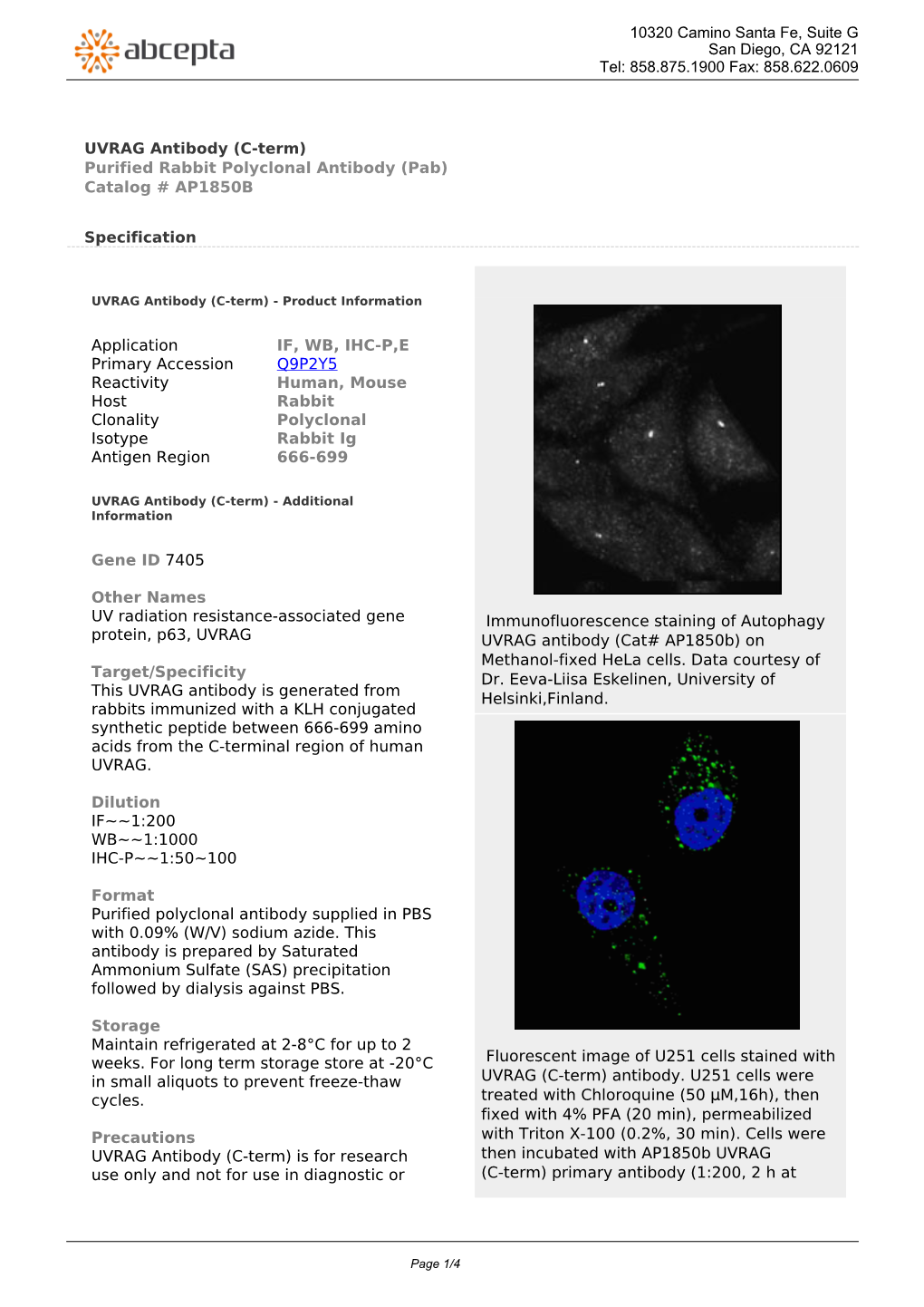 UVRAG Antibody (C-Term) Purified Rabbit Polyclonal Antibody (Pab) Catalog # AP1850B