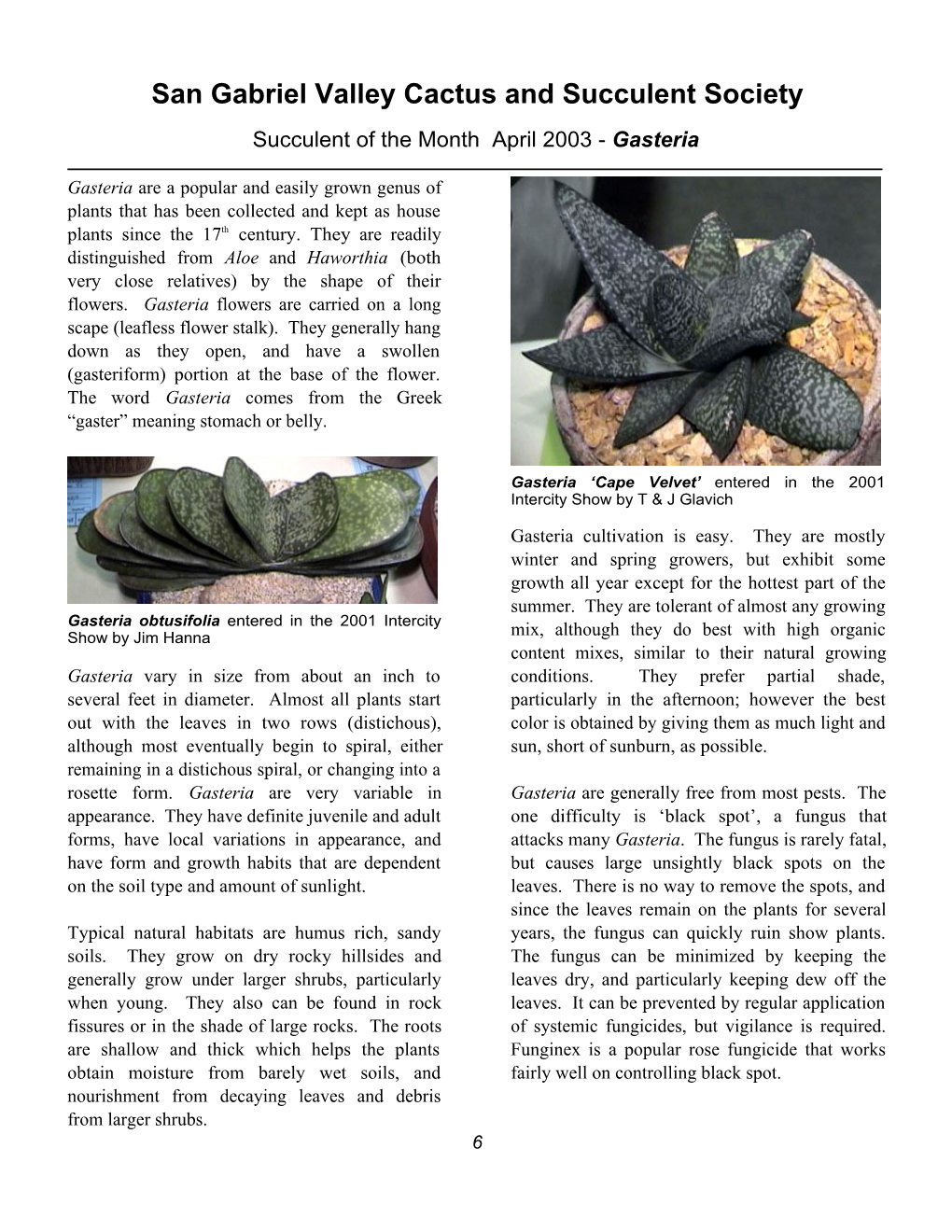 Succulent of the Month April 2003 - Gasteria