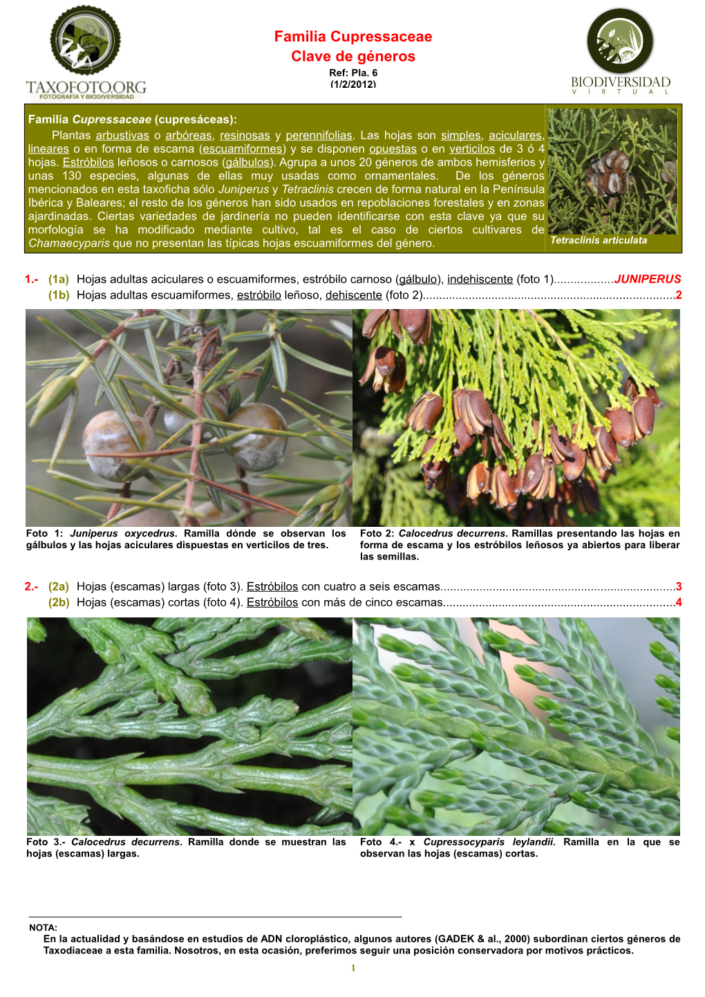 Familia Cupressaceae Clave De Géneros Ref: Pla