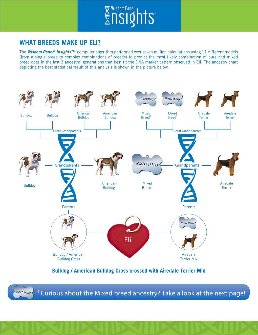 What Breeds Make up Eli?