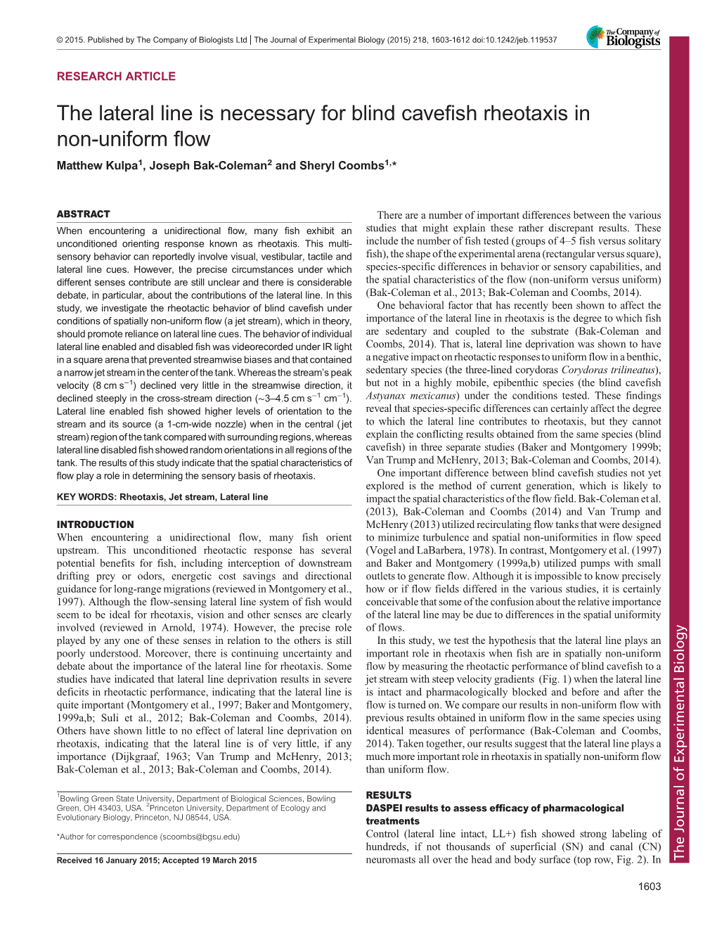 The Lateral Line Is Necessary for Blind Cavefish Rheotaxis in Non-Uniform Flow Matthew Kulpa1, Joseph Bak-Coleman2 and Sheryl Coombs1,*