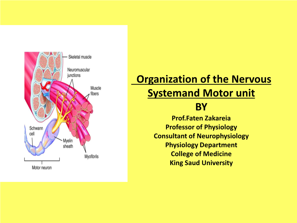 Central Nervous System