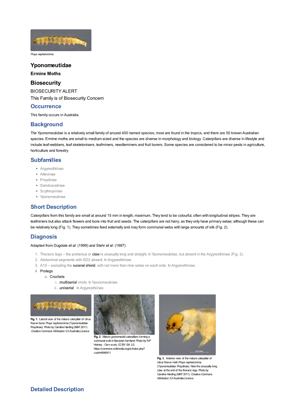 Yponomeutidae Biosecurity Occurrence Background