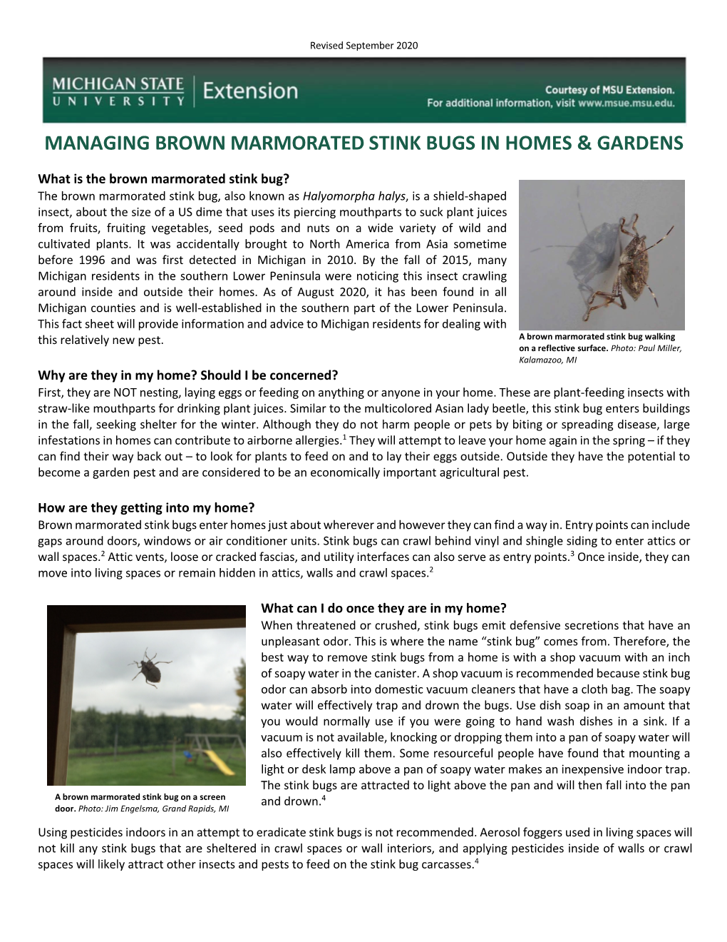 Managing Brown Marmorated Stink Bugs in Homes & Gardens