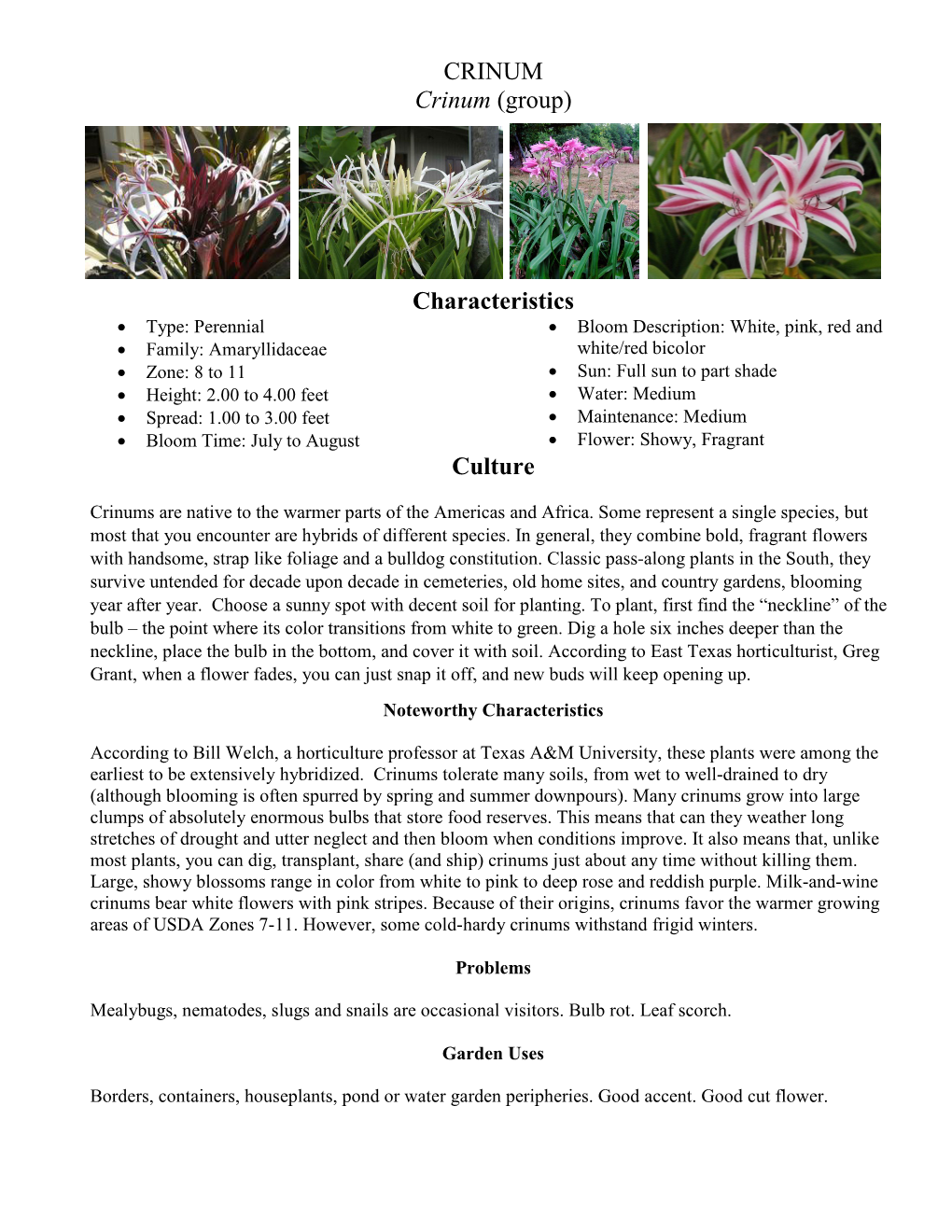 CRINUM Crinum (Group) Characteristics Culture